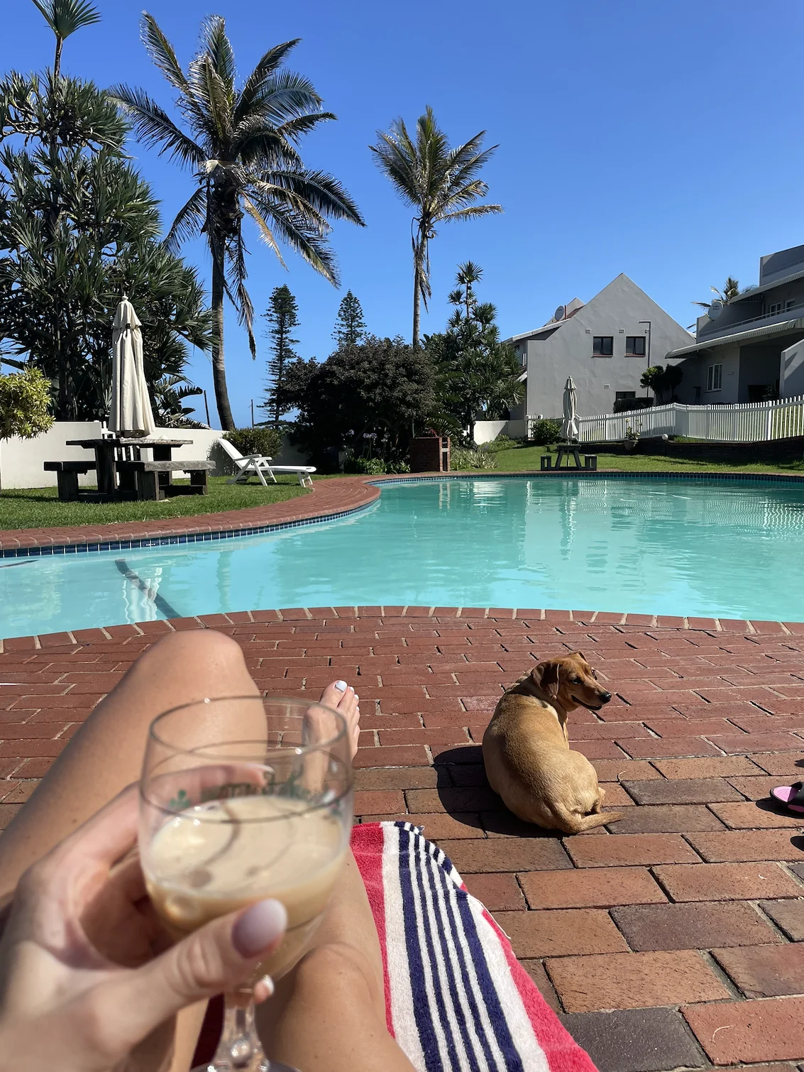 Luxury pet-friendly hotel room with a dog resting comfortably on plush bedding