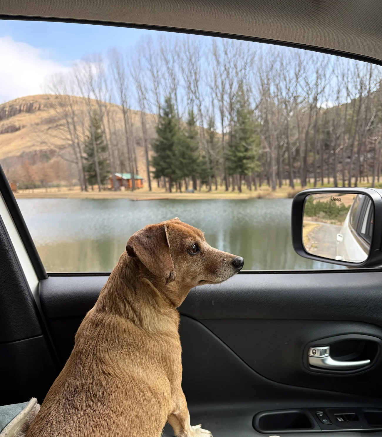 Dog hiking on a scenic trail surrounded by nature